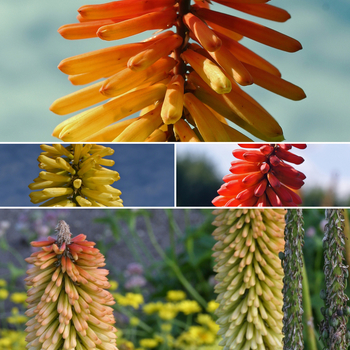 Kniphofia 'Multiple Varieties' (053715)