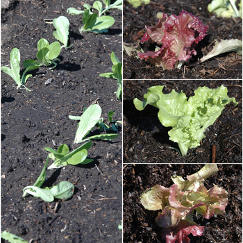 Lactuca sativa 'Multiple Varieties' (053717)