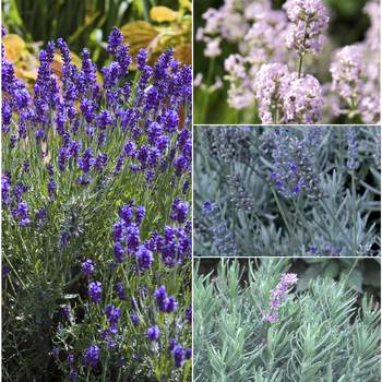 Lavandula 'Multiple Varieties' (053720)