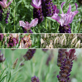 Lavandula stoechas 'Little Bee™ Series' (053724)