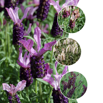 Lavandula stoechas 'Little Bee™ Series' (053725)