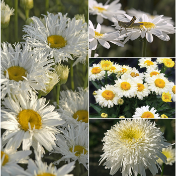 Leucanthemum x superbum 'Multiple Varieties' (053726)