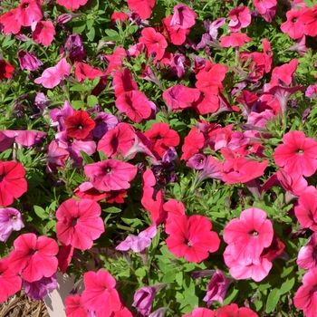 Petunia 'Hell's® Glow' (053731)