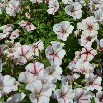 Petunia 'Peppy White' (053733)