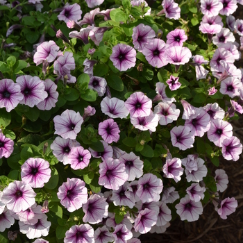 Petunia 'Potunia Piccola Purple Ice' (053736)