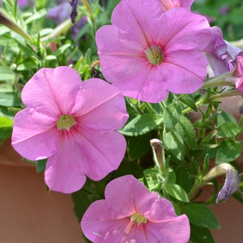 Petunia 'Potunia Plus Pinkalicious' (053737)