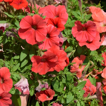 Petunia 'Potunia Plus Red' (053738)