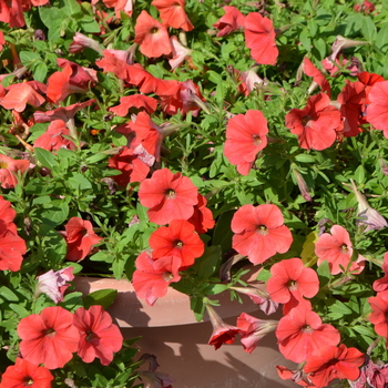 Petunia 'Potunia Plus Red' (053739)