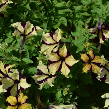 Petunia 'Queen Bee' (053742)