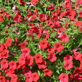 Petunia Surfinia® 'Deep Red' (053745)