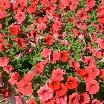 Petunia 'Surprise Orange Twist' (053746)