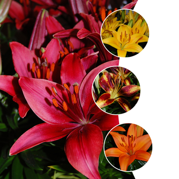 Lilium 'Multiple Varieties' (053754)