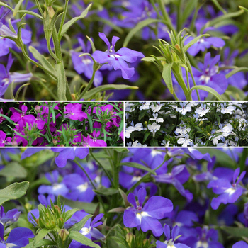 Lobelia erinus Techno® '' (053759)