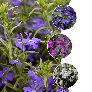 Lobelia erinus Techno® '' (053760)