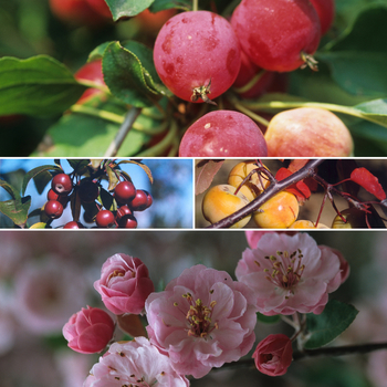 Malus 'Multiple Varieties' (053773)