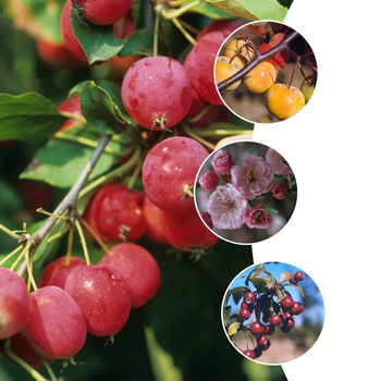 Malus 'Multiple Varieties' (053774)