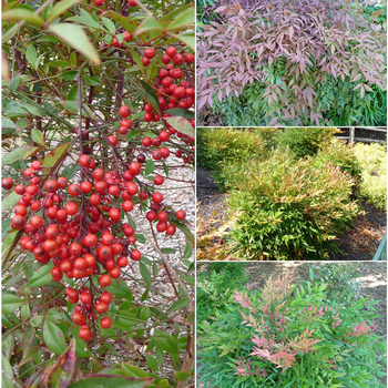 Nandina 'Multiple Varieties' (053816)