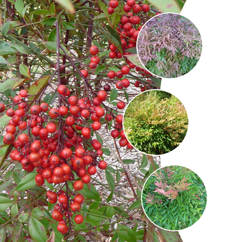 Nandina 'Multiple Varieties' (053818)