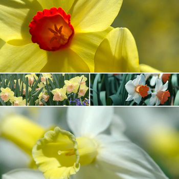 Narcissus '' (053820)