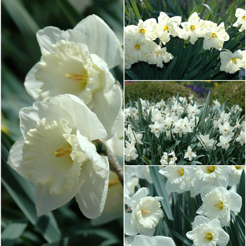 Narcissus '' (053822)