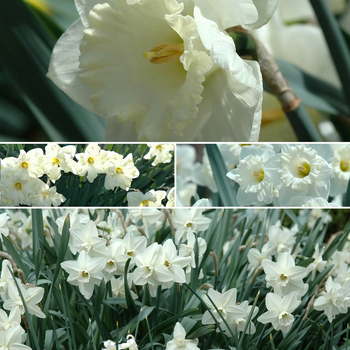 Narcissus '' (053823)