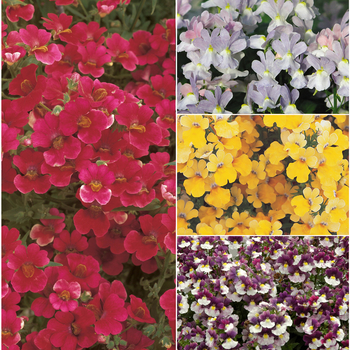 Nemesia '' (053828)