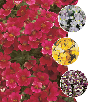 Nemesia '' (053830)