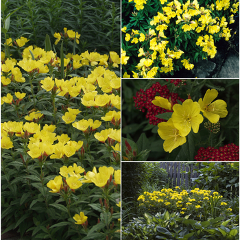 Oenothera 'Multiple Varieties' (053831)