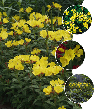 Oenothera 'Multiple Varieties' (053833)