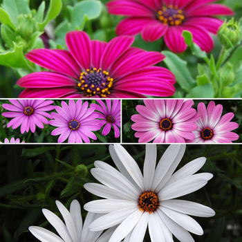 Osteospermum Tradewinds® 'Multiple Varieties' (053835)