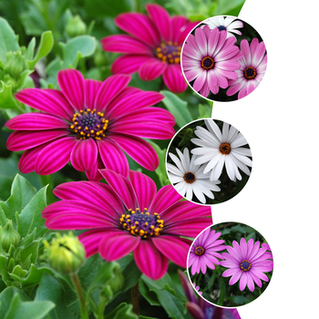 Osteospermum Tradewinds® 'Multiple Varieties' (053836)