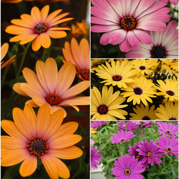 Osteospermum 'Side Show™ Series' (053837)