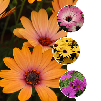 Osteospermum 'Side Show™ Series' (053839)