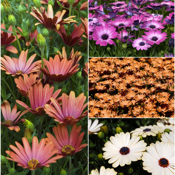 Osteospermum 'Multiple Varieties' (053840)