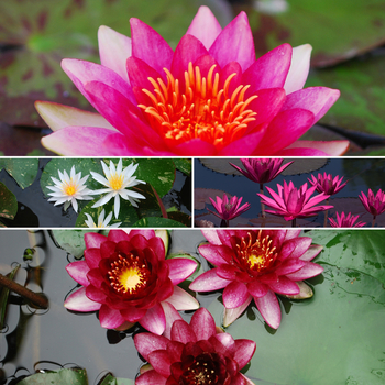 Nymphaea 'Multiple Varieties' (053844)