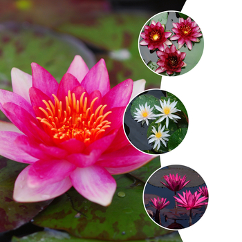 Nymphaea 'Multiple Varieties' (053845)