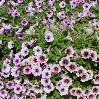 Petunia Sweetunia® 'Mystery' (053846)