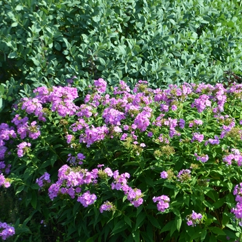 Phlox paniculata Flame™ 'Lilac' (053848)