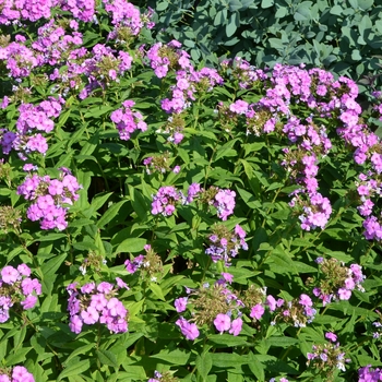 Phlox paniculata Flame™ 'Lilac' (053849)