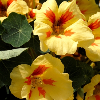 Tropaeolum majus 'Banana Split' (053866)