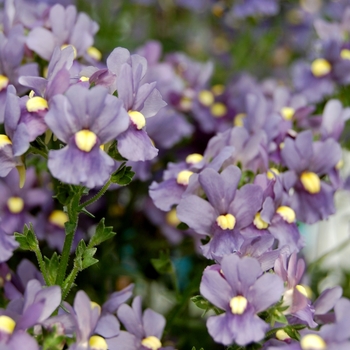 Nemesia 'Honey® Metallic Blue' (053869)