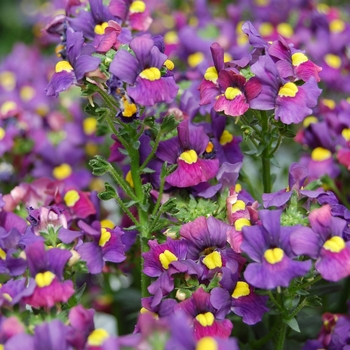 Nemesia 'Honey® Wine' (053871)