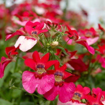 Nemesia 'Spicy® Bicolor White Bordeaux' (053873)