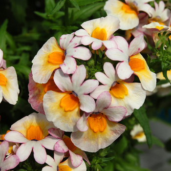 Nemesia 'Spicy® Light Yellow Red Shade' (053875)