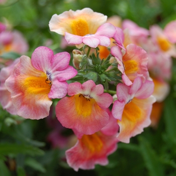 Nemesia 'Spicy® Orange Pink with Eye' (053877)