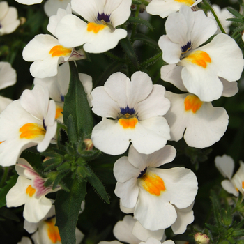 Nemesia 'Spicy® Snow White' (053882)