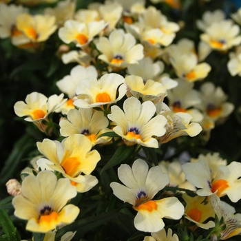 Nemesia 'Spicy® Vanilla' (053884)