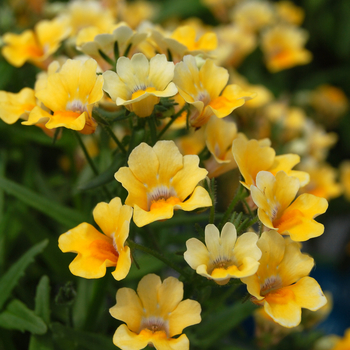 Nemesia 'Spicy® Yellow' (053886)