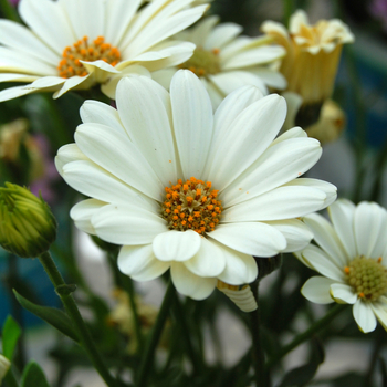 Osteospermum Astra™ 'Cream' (053891)