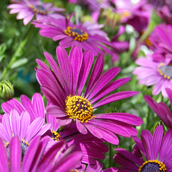 Osteospermum Astra™ 'Dark Violet' (053893)